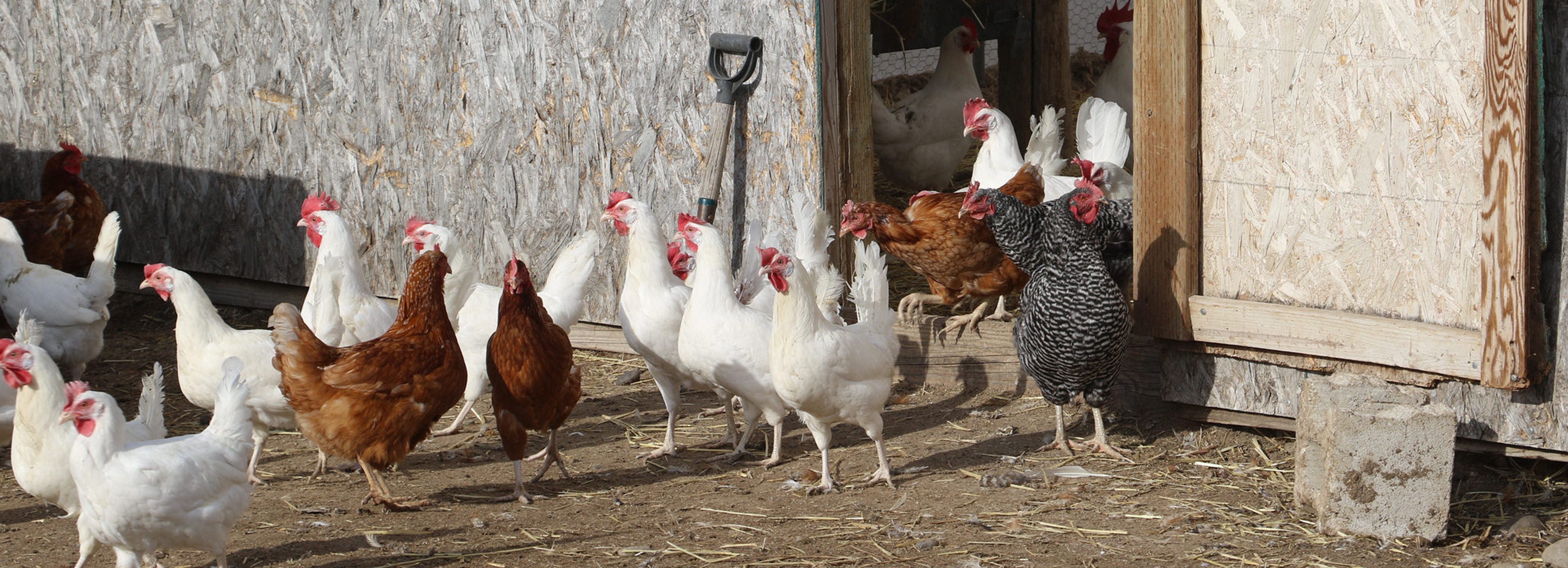 Idaho Farm Bureau Federation